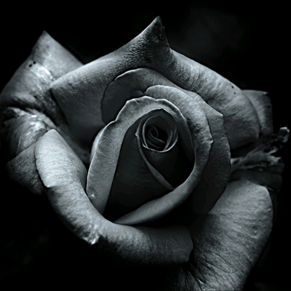 ROSA IN GRIGIO